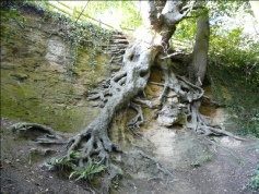 Deep Roots