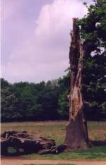Felicity's Tree
